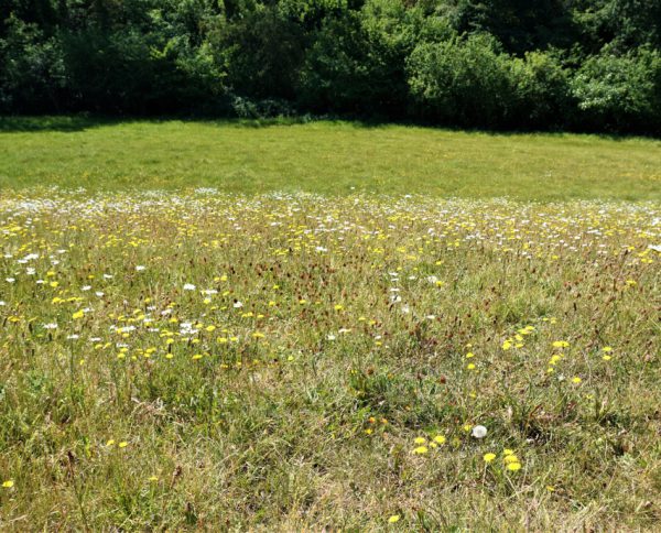 Wildflower Meadow at Chesterblade Hills