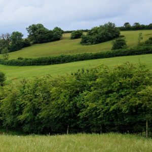 Hedgerows Somerset