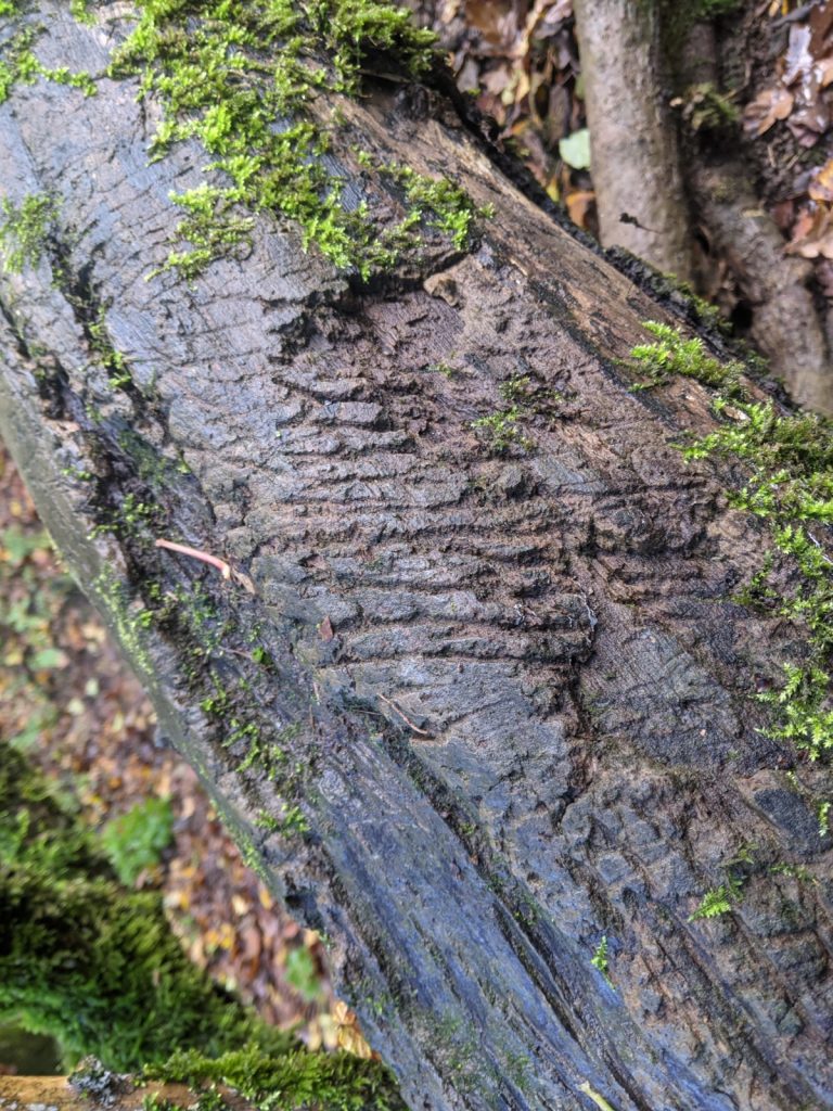 badger scratches on tree